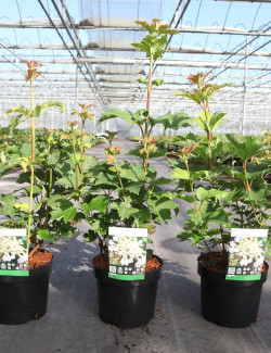 VIBURNUM trilobum WENTWORTH® En pot de 3-4 litres