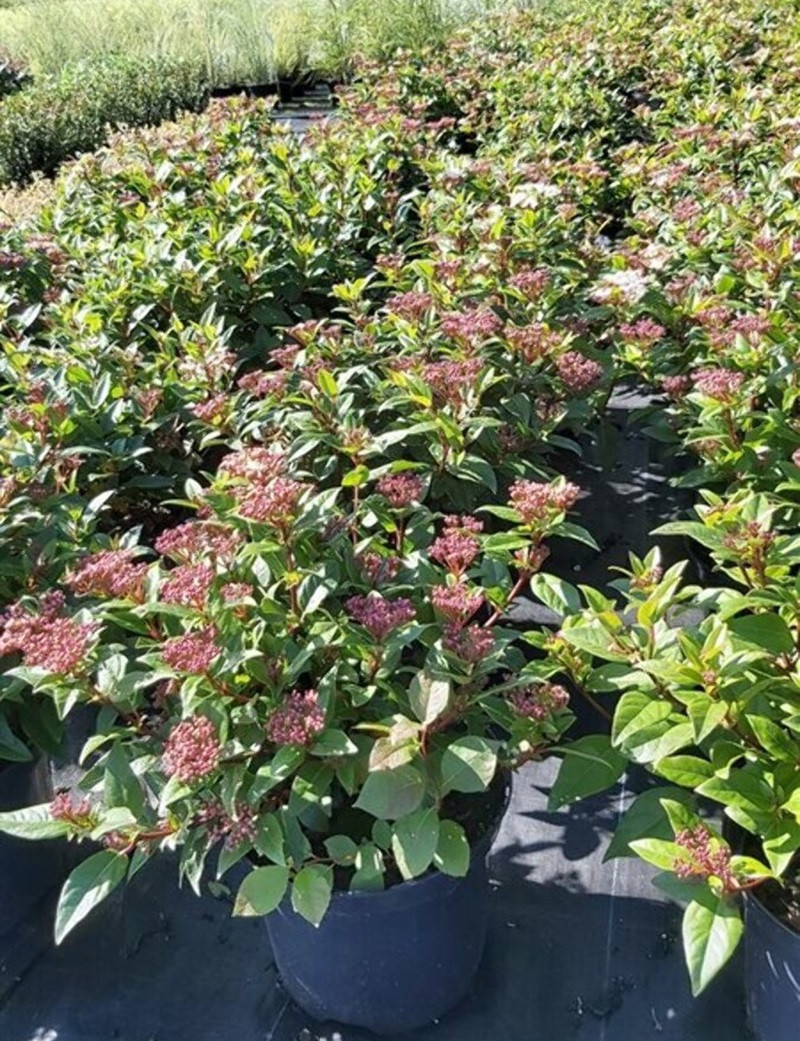 VIBURNUM tinus SPIRIT (Laurier tin)