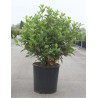 VIBURNUM tinus SPIRIT En pot de 15-20 litres