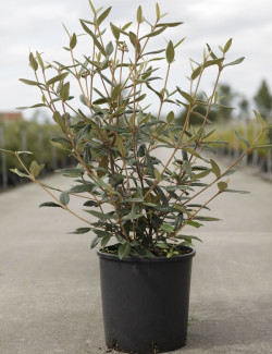 VIBURNUM pragense En pot de 12-15 litres
