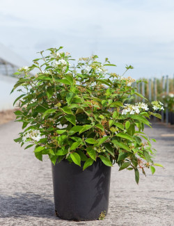 VIBURNUM plicatum WATANABE En pot de 12-15 litres