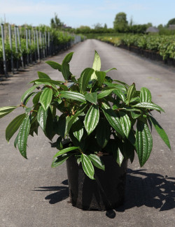VIBURNUM davidii En pot de 10-12 litres