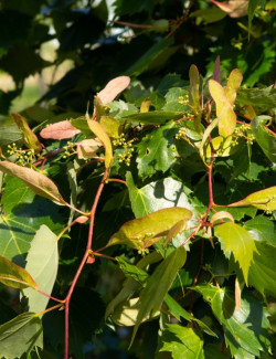TILIA mongolica