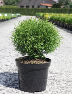 THUJA occidentalis TINY TIM En pot de 7-10 litres