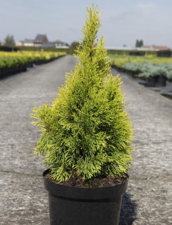 THUJA occidentalis GOLDEN SMARAGD En pot de 10-12 litres hauteur 060-080 cm