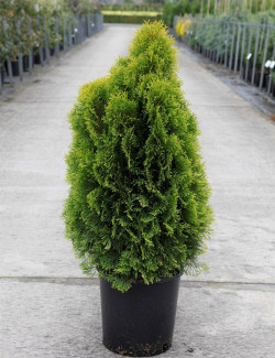 THUJA occidentalis GOLDEN SMARAGD En pot de 12-15 litres hauteur 080-100 cmwwsqè__èè_u