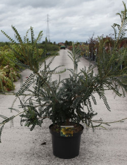 SOPHORA SUN KING En pot de 10-12 litres