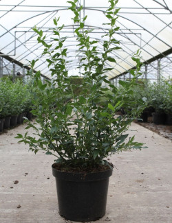 SARCOCOCCA confusa En pot de 10-12 litres