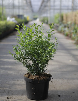 SARCOCOCCA confusa En pot de 7-10 litres