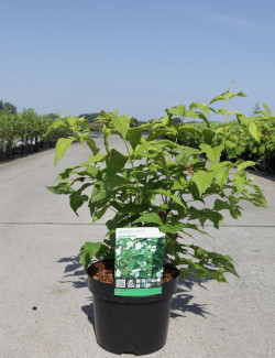 RHODOTYPOS scandens En pot de 3-4 litres