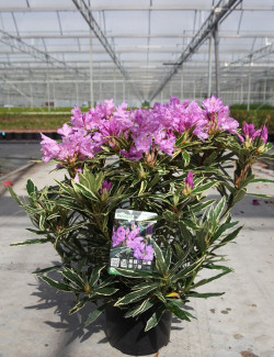 RHODODENDRON ponticum VARIEGATUM En pot de 7-10 litres