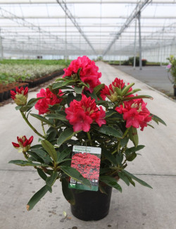 RHODODENDRON WILGENS RUBY En pot de 7-10 litres