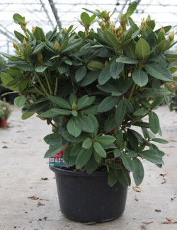 RHODODENDRON RED JACK En pot de 15-20 litres