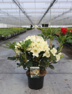 RHODODENDRON HORIZON MONARCH En pot de 7-10 litres