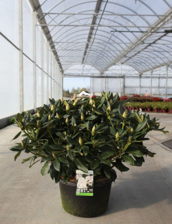 RHODODENDRON CUNNINGHAM'S WHITE En pot de 15-20 litres