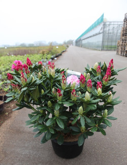 RHODODENDRON COSMOPOLITAN En pot de 15-20 litres