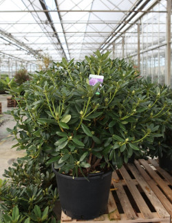 RHODODENDRON CATAWBIENSE GRANDIFLORUM En pot de 35-50 litres