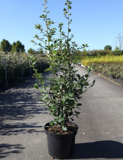 QUERCUS ilex En pot de 10-12 litres