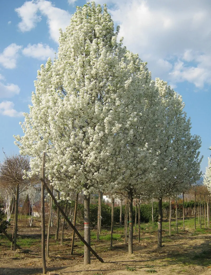 PYRUS calleryana CHANTICLEER (Poirier à fleurs Chanticleer) — free download