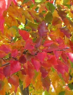 PYRUS calleryana CHANTICLEER