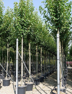 PYRUS calleryana CHANTICLEER En pot de 35-50 litres tige hauteur du tronc 180-200