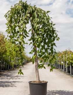 PRUNUS SNOW FOUNTAINS En pot de 15-20 litres forme tige hauteur du tronc 110-130 cm