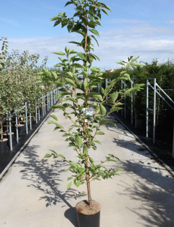 PRUNUS serrulata SUNSET BOULEVARD En pot de 12-15 litres forme baliveau