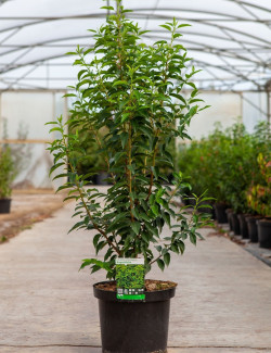 PRUNUS lusitanica ANGUSTIFOLIA En pot de 10-12 litres