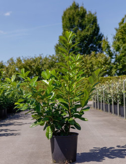PRUNUS laurocerasus NOVITA En pot de 15-20 litres