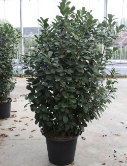 PRUNUS laurocerasus ETNA En pot de 35-50 litres