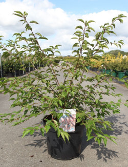 PRUNUS incisa MIKINORI En pot de 10-12 litres