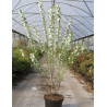 PRUNUS glandulosa ALBA PLENA En pot de 10-12 litres