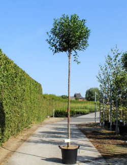 PRUNUS fruticosa GLOBOSA En pot de 30-35 litres tige hauteur du tronc 190-210 cm