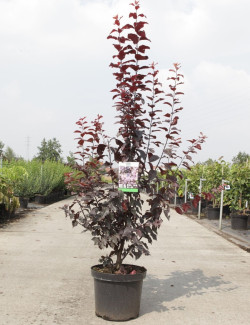 PRUNUS cerasifera ATROPURPUREA En pot de 10-12 litres