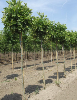 PLATANUS hispanica ALPHEN'S GLOBE