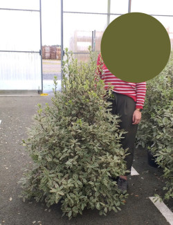 PITTOSPORUM tenuifolium ELIZABETH En pot de 15-20 litres