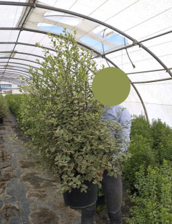 PITTOSPORUM tenuifolium ELIZABETH En pot de 7-10 litres