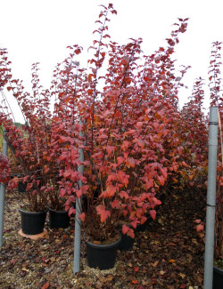 PHYSOCARPUS opulifolius DIABOLO En pot de 25-30 litres