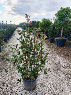 PHOTINIA fraseri PINK MARBLE En pot de 15-20 litres