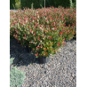 PHOTINIA fraseri LITTLE RED ROBIN En pot de 15-20 litres