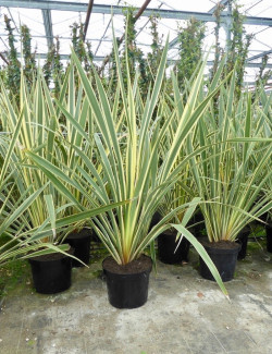 PHORMIUM tenax VARIEGATA