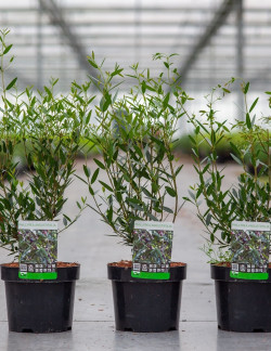 PHILLYREA angustifolia En pot de 4-5 litres