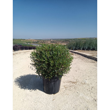 PHILLYREA angustifolia En pot forme boule