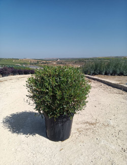 PHILLYREA angustifolia En pot forme boule