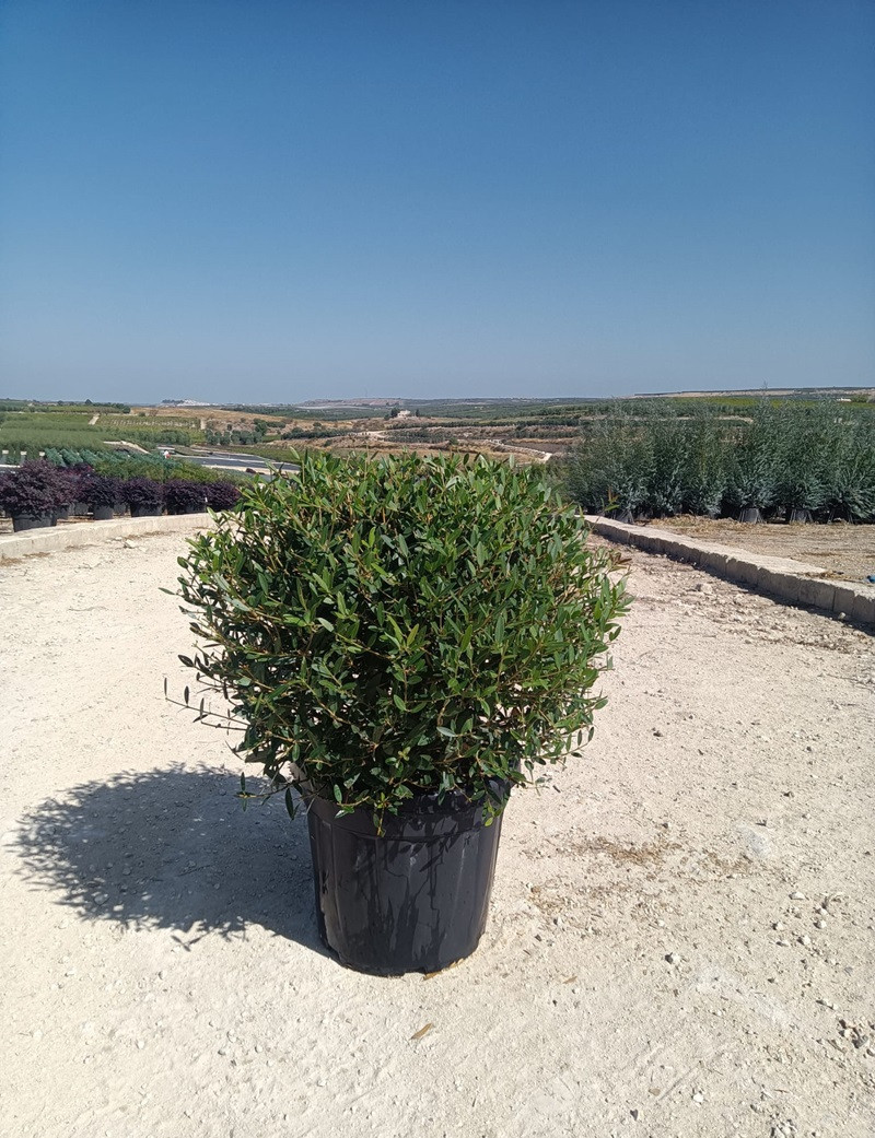 PHILLYREA angustifolia En pot forme boule
