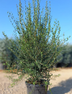 PHILLYREA angustifolia En pot de 50-70 litres