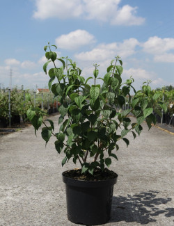 PHILADELPHUS virginalis En pot de 10-12 litres