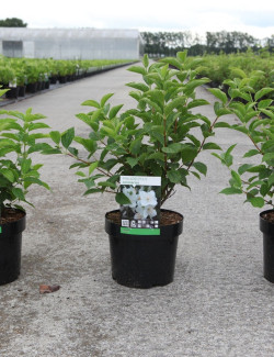 PHILADELPHUS coronarius En pot de 4-5 litres