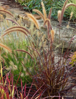 PENNISETUM setaceum RUBRUM