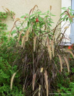 PENNISETUM setaceum RUBRUM